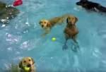 Задумчивая собака отказалась резвиться с сородичами в бассейне