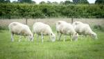 Клоны овечки Долли доказали, что генетические копии животных могут жить долго и счастливо