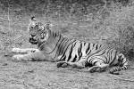 Умерла самая известная тигрица в мире