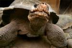 Любвеобильный самец галапагосской черепахи в одиночку спас свой вид от вымирания