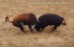 Момент смертельного столкновения двух испанских быков попал на видео