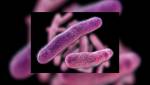 Хищные бактерии стали уникальным живым антибиотиком