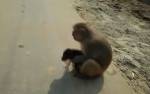 В Индии обезьяна усыновила щенка