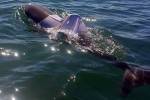 В Австралии начали поиски дельфина в майке