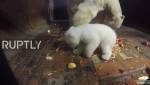 Трапезу белых медведей в берлинском зоопарке сняли на видео
