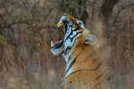 В Индии поймали тигра-людоеда