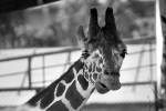 В Ленинградском зоопарке умер старейший в мире жираф