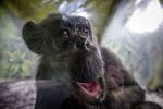 В США суд решит вопрос о признании шимпанзе личностями