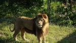 В ЮАР двух львов убили для приготовления магического зелья
