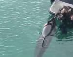 Ирландец почесал брюхо дружелюбному дельфину