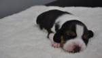 В Китае создали первую в мире генномодифицированную клонированную собаку