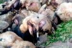 Десятки турецких овец прыгнули со скалы и разбились насмерть