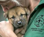 Защитники животных спасли 149 собак с мясной фермы в Южной Корее