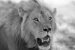 Детеныша убитого льва Сесила застрелили в Зимбабве