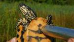 Биологи спасают черепах от вымирания с помощью секс-игрушек