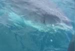 Австралийские рыбаки сняли на видео пятиметровую акулу