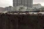 В Китае сняли на видео вереницу спасающихся от тайфуна тараканов