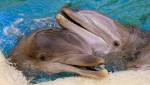 Самки дельфинов научились защищаться от нежелательной беременности 