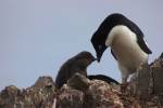 В Антарктиде умерли тысячи птенцов пингвинов Адели