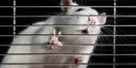 Стволовые клетки вернули парализованным крысам способность ходить