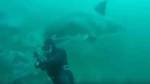 Встречу огромной акулы и рассеянного аквалангиста сняли на видео