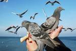 Британку оштрафовали за кормление голубей