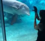 Дельфины сбились в кучу в попытке разглядеть протез американки