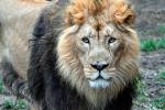 Голодные львы оставили от браконьера только голову и потроха