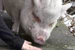 Канадец обманом увел из приюта домашнюю свинку, съел ее и пожалел