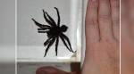 Самого большого ядовитого паука Австралии показали на видео