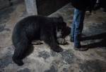 Одна из последних пляшущих медведиц в Непале погибла в грязи и тесноте