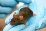 Ученые нашли выключатель страха в мозге мышей