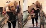 Трогательное видео: хозяйка взяла на руки огромную собаку, которая боится спускаться на эскалаторе