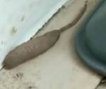 Загадочного крысочервя сняли на видео