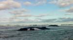 Застрявшие на пляже киты попали на видео