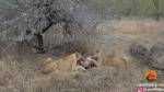 Гиены сцепились со львами за съеденного заживо бородавочника