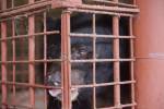 Пять гималайских медведей более 20 лет терпели пытки в ржавых клетках