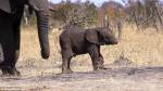 Слоненку в парке Крюгера откусить хобот мог крокодил