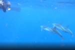 Дельфины прогнали акулу и спасли людей