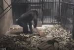 Шимпанзе полюбила уборку и прослыла сообразительной