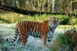 Три тигра сцепились насмерть на глазах у работников зоопарка