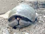 Вымершая более сотни лет назад черепаха обнаружена живой
