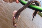 В австралийской реке поймали загадочную рыбу с мордой «чужого» и телом змеи