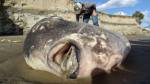 Самую тяжелую в мире рыбу впервые нашли в США
