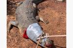 Поедавшего собак 600-килограммового крокодила посадили в тюрьму