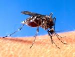  Ловушка для сбора комариной мочи поможет отслеживать распространение инфекций