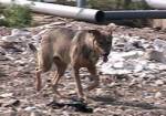 В Харькове на стерилизацию и вакцинацию одной бродячей собаки тратят 240 гривен