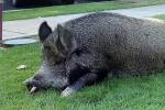 Хозяину запретили выгуливать прожорливую свинью по улицам города