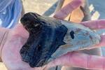Мужчина гулял по пляжу и случайно нашел зуб огромной доисторической акулы