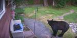 Соседский пес прогнал со двора дикого медведя и защитил детей